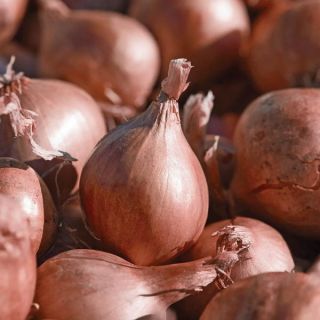 Ambition Shallot Thumbnail